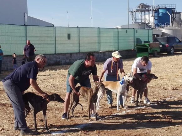 Alrededor de una veintena de galgos se dieron cita en el Campeonato Local de Galgos de Tarancón
