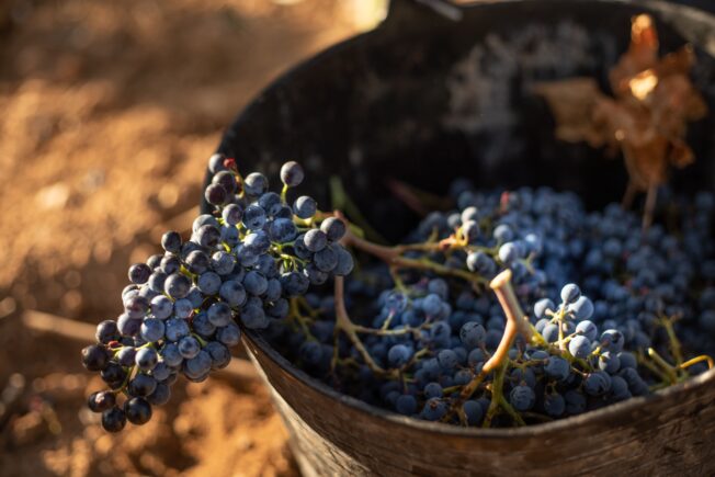 Finca La Estacada de Tarancón finaliza la vendimia 2022 con un buen balance de recogida de uva
