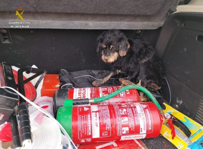 SEPRONA rescata a dos perros de una balsa de riego en Moral de Calatrava (Ciudad Real)