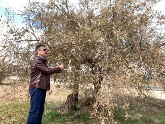 La Junta abona 900.000 euros en ayudas a más de 310 olivareros de la provincia de Cuenca por las consecuencias del temporal ´Filomena´