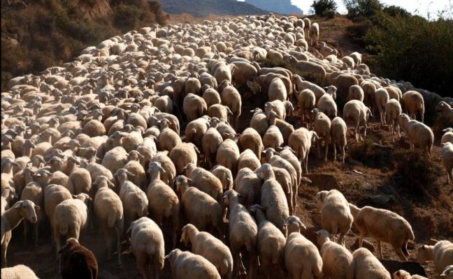 Más de mil ovejas han tenido que ser sacrificadas por un foco de viruela en Villaescusa de Haro