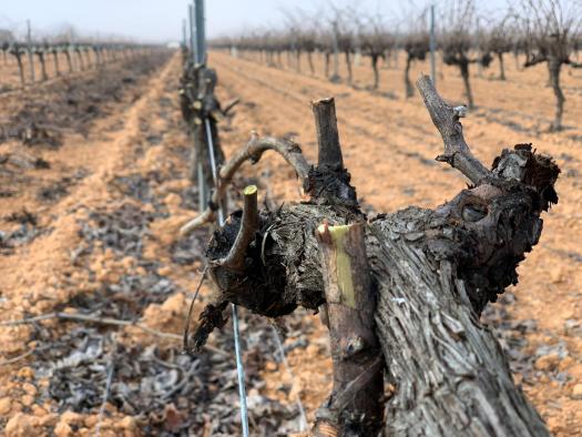 Castilla La Mancha permitirá la quema de residuos vegetales con una resolución dando así seguridad jurídica a los agricultores en el medio rural