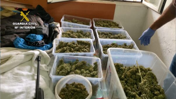 Desarticulados tres invernaderos indoor y dos puntos de venta de marihuana en las localidades de Tomelloso y Pedro Muñoz (Ciudad Real)