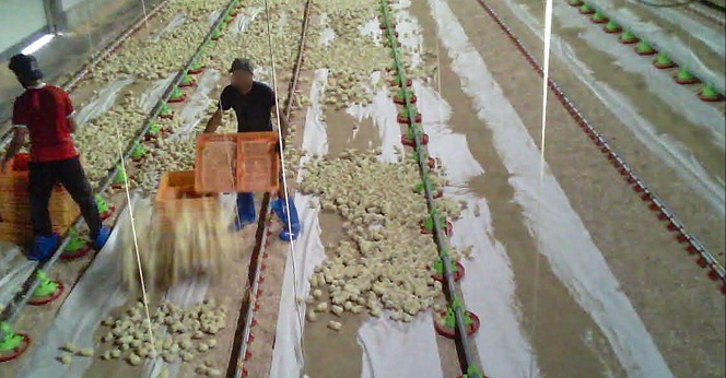 El infierno de las explotaciones avícolas salpica a Lidl gracias a la denuncia de Equalia