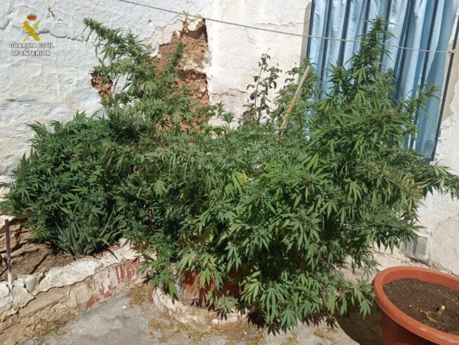 La Guardia Civil localiza varias plantaciones de marihuana en Tomelloso (Ciudad Real)