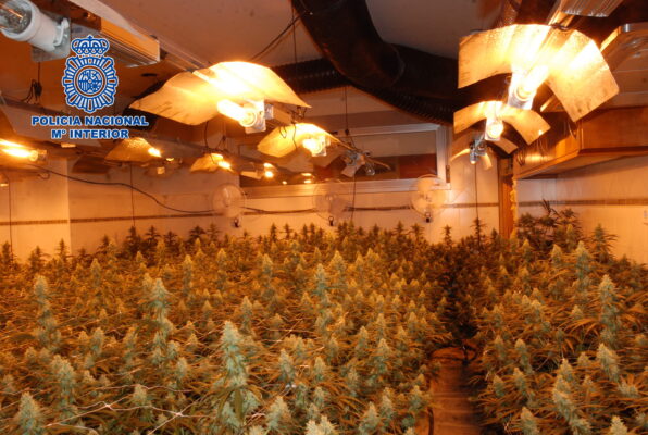 La Policía Nacional desmantela un cultivo de  marihuana en Cuenca compuesto por más de  600 plantas de cannabis