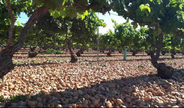 El Gobierno destina más de 72 millones de euros a 33.673 agricultores de Castilla-La Mancha para compensar las consecuencias de la sequía y la guerra de Ucrania