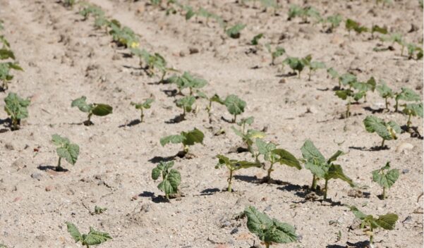 Grupo Operativo Legsapiens: “Debemos revertir el retroceso del cultivo de leguminosas en España”