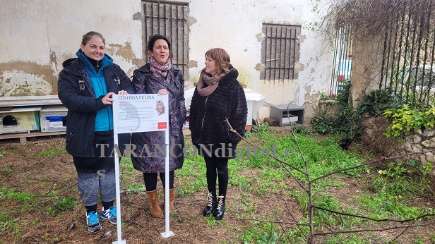 Nace la primera colonia felina en Tarancón gestionada por la asociación «Vida Gatuna» protegida por el Ayuntamiento ubicada en el Hospital de Santa Emilia
