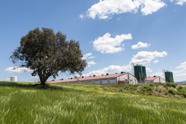 El proyecto Hamcloud permitirá conocer el bienestar animal y el impacto ambiental de cada cerdo de capa blanca en la región