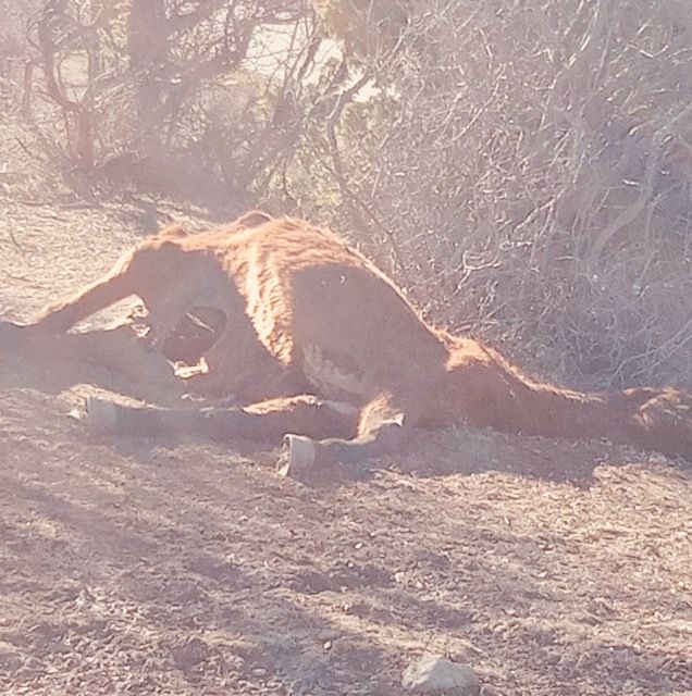 El PP pide la recogida urgente de los restos de un caballo muerto hace más de un mes en la carretera entre Villalba de la Sierra y Las Majadas