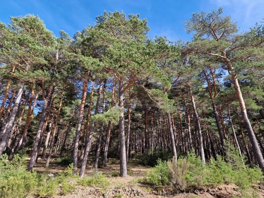Castilla-La Mancha organiza diversas actividades en los espacios naturales para celebrar el Día Internacional de los Bosques