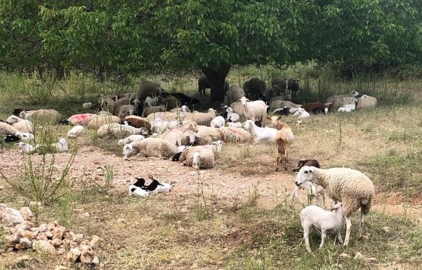 Castilla-La Mancha ha decidido levantar la inmovilización del ganado en la práctica totalidad de la región