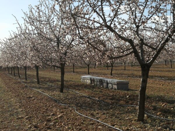 Tierras apícolas colabora con Tierra de almendros CB. en la mejora de la biodiversidad floral de una finca de almendro ecológico de Villarrobledo (Albacete).
