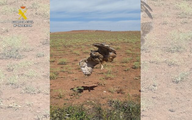 SEPRONA rescata un Búho Real atrapado en un vallado de espino