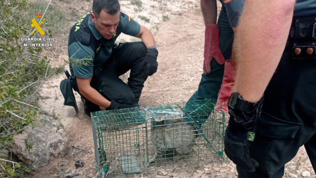 La Guardia Civil rescata a un gato montés  atrapado en una trampa