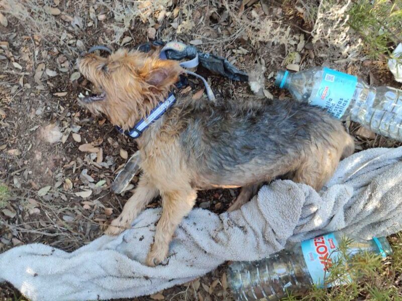 SEPRONA rescata a dos perros en el Parque Natural de las Lagunas de Ruidera (Ciudad Real)