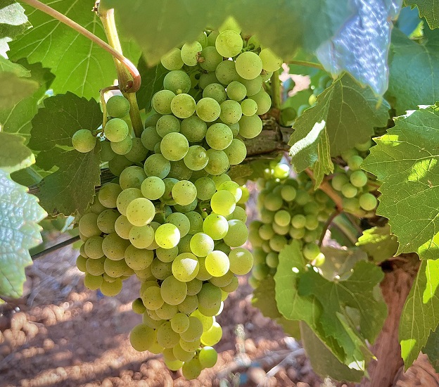 Acaba la vendimia de uva blanca de Finca la Estacada con un ligero descenso de la producción