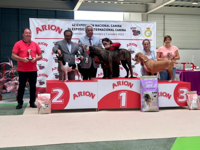 Más de 60 razas de perros se pudieron contemplar durante el fin de semana en Tarancón en la 42 exposición nacional canina y la 36 exposición internacional