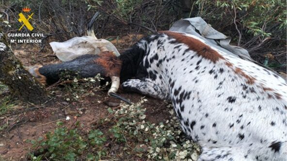 SEPRONA detiene a dos personas por disparar a dos vacas y dos terneros en San Lorenzo de Calatrava
