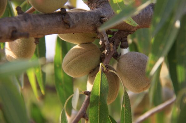 UPA lamenta la inacción del Gobierno para proteger a los agricultores de almendra frente a los especuladores