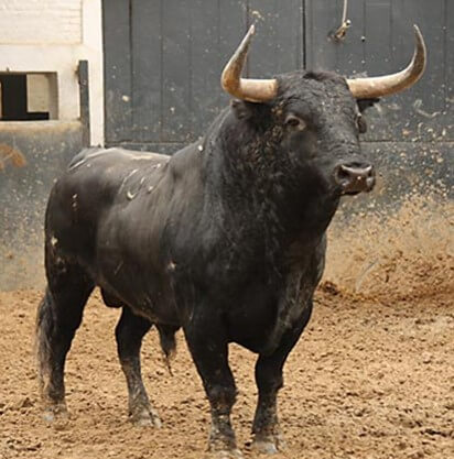 El crítico taurino Miguel Tinajero glosará el perfil del ganadero Juan Vicente Mora con ocasión de su homenaje y la entrega del Premio Ganadero Ejemplar de Toros de Lidia ,en la Serranía de Cuenca