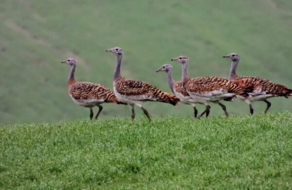 Ecologistas en Acción Castilla-La Mancha presenta alegaciones  al Plan de Gestión de las zonas de especial protección para las aves esteparias
