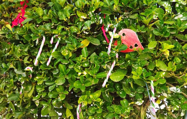 Papá Noel colocará hoy 500 bastoncillos en el Paseo de la Estación de Tarancón