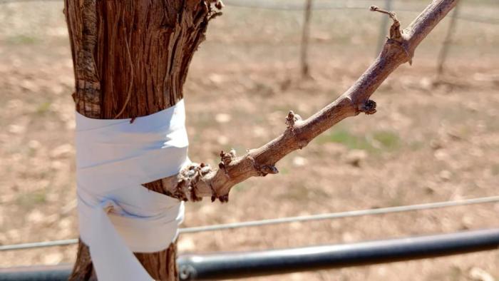 El Gobierno regional flexibiliza la normativa en torno a la reestructuración para ayudar a los viticultores a hacer frente a fenómenos como la sequía