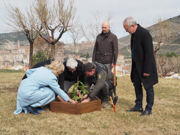 Un esqueje de la higuera del poeta Miguel Hernández ya forma parte de los jardines del MUPA