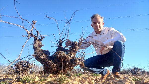 El Gobierno regional apoya la gestión sostenible del viñedo de secano en vaso en la provincia de Cuenca