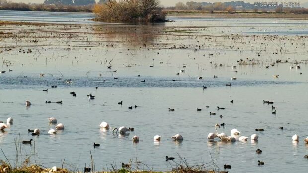Parques Nacionales y SEO/BirdLife activan una  cámara web en directo en la laguna permanente de  las Tablas de Daimiel