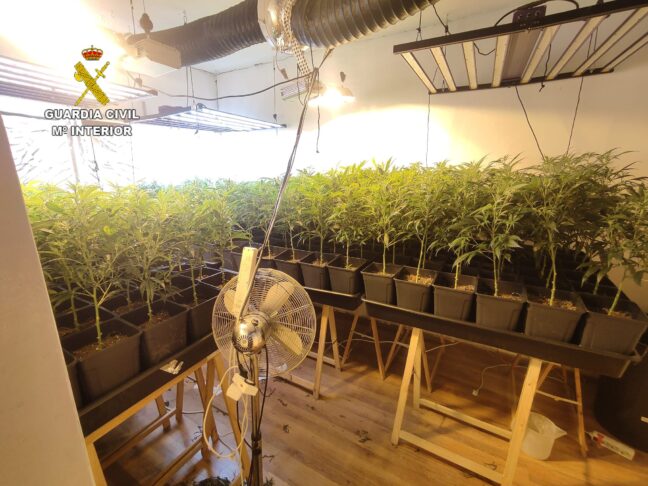 Desmanteladas dos plantaciones de marihuana de alto rendimiento en dos viviendas en Escalona