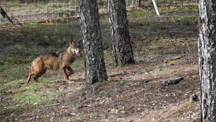 El Gobierno regional diseña un modelo de explotación conjunta entre la Serranía de Cuenca y otros espacios del Alto Tajo