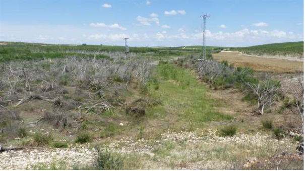 Las ONG reclaman medidas contundentes para frenar la sobreexplotación del acuífero y salvar Las Tablas de Daimiel