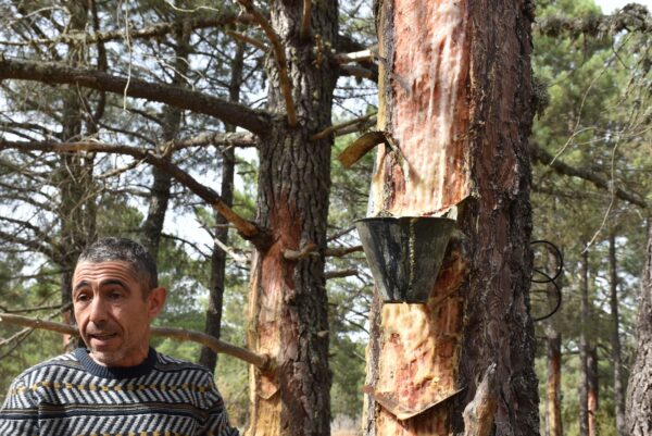 La Diputación de Cuenca incrementa la ayuda individual para los resineros hasta 1.500 euros con un total de 30.000 euros