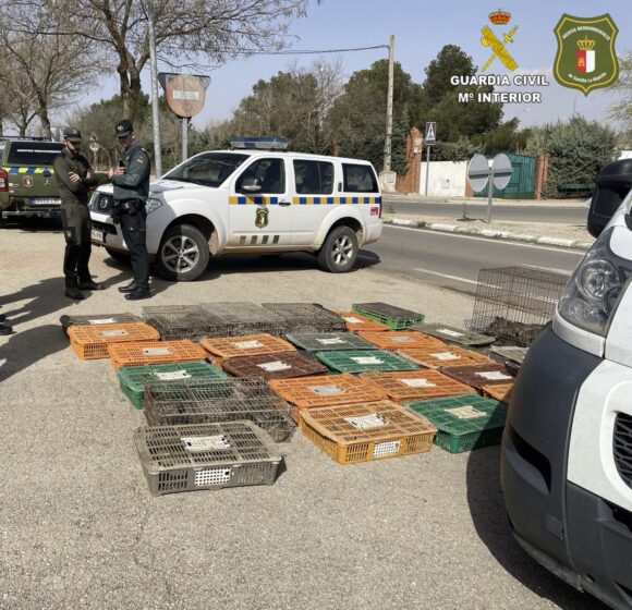 La Guardia Civil, en colaboración con los Agentes Medioambientales, intercepta a una persona con más de 300 conejos de campo vivos cazados de manera ilegal