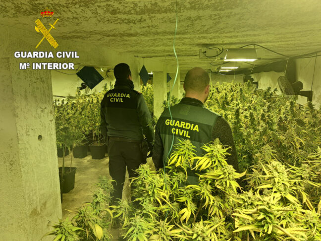 La Guardia Civil desmantela tres  plantaciones de marihuana en Villanueva  de la Jara y Vara de Rey