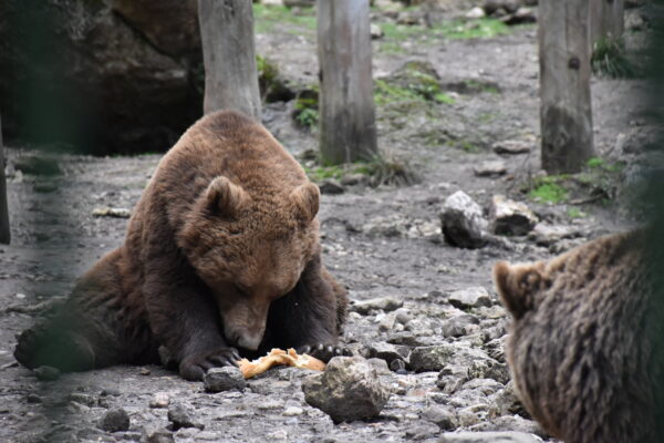 El Gobierno regional lanza un concurso escolar para poner nombre a tres osos y dos lobas de ‘El Hosquillo’