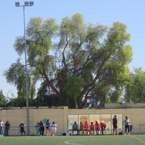El equipo femenino de la EFB Jesús de la Ossa viaja muy motivado a Albacete, con la ilusión de mantener su versión de juego de las últimas jornadas. Visita al tercer clasificado.