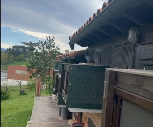 La primera paloma llega triunfante a Cantabria desde Tarancón en competición de vuelo