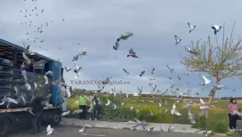 Suelta de 500 palomas desde Tarancón hasta Cantabria frente a la atenta mirada de alumn@s del Colegio Duque de Riánsares
