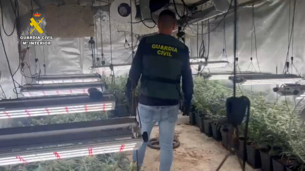 Detenidas 55 personas dedicadas al cultivo de  cannabis en Madrid, Toledo y Guadalajara