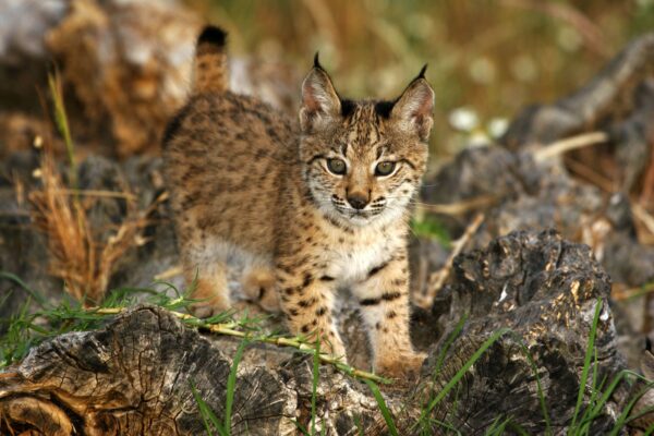 La población de lince ibérico superó los 2.000 ejemplares en 2023 y se aleja progresivamente del riesgo de extinción