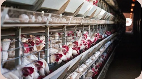 Supermercados Dia bajo presión por uso de huevos de gallinas enjauladas en sus productos