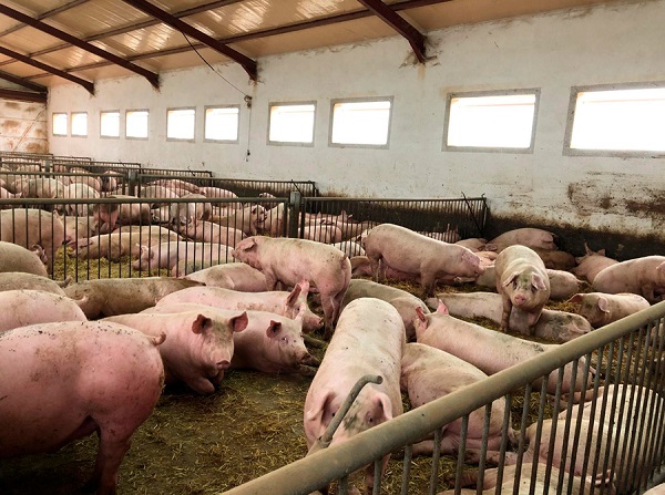 UPA advierte de “consecuencias graves” para los ganaderos de porcino por la inminente reducción de su capacidad de producción