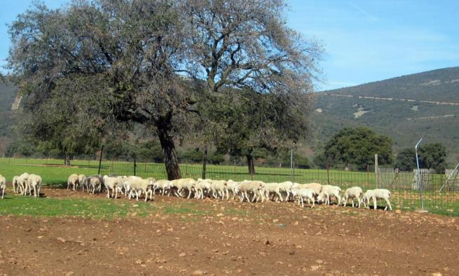 Castilla-La Mancha convoca la prórroga de las ayudas al bienestar animal en ovino y caprino