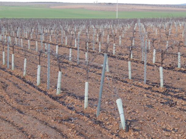 Las organizaciones ambientales reclaman un plan de gestión de ZEPA para esteparias que garantice un uso agrario compatible con la biodiversidad