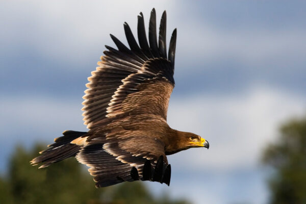 El caso de envenenamiento de fauna más grave de los últimos años en la provincia de Cuenca sigue sin ser juzgado