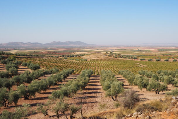 El Gobierno de Castilla-La Mancha está trabajando para tomar medidas que palíen los daños ocasionados por la sequía en el sureste de la región